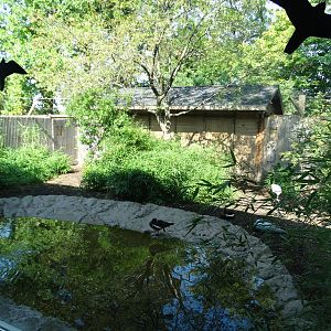 Sep. 2015 - Aviary - Demoislle Crane + Red-breasted Goose Exhibit