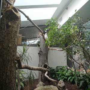 Sep. 2015 - Aviary - Snowy Owl Exhibit