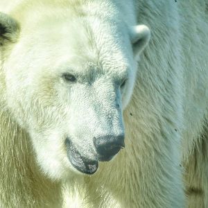 Sep. 2015 - Arctic Edge - Polar Bear