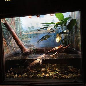 Sep. 2015 - Reptile House - Chinese Alligator Exhibit
