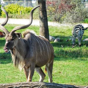 Sep. 2015 - Africa! - Greater Kudu + Grant's Zebra