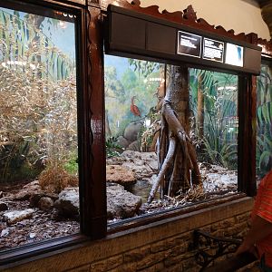 Sep. 2015 - Reptile House - King Cobra Exhibit