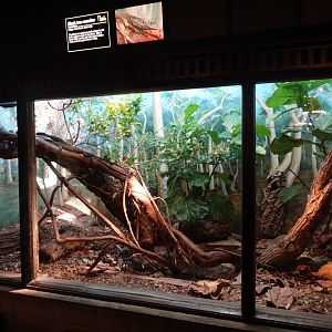 Sep. 2015 - Reptile House - Black Tree Monitor Exhibit