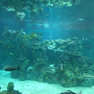 Sep. 2015 - Aquarium - Main Tank