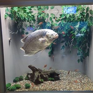 Sep. 2015 - Aquarium - Giant Gourami Tank