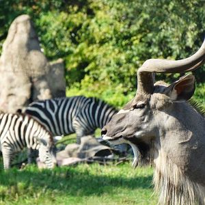 Sep. 2015 - Africa! - Greater Kudu + Grant's Zebras