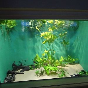 Sep. 2015 - Aquarium - Electric Eel Tank