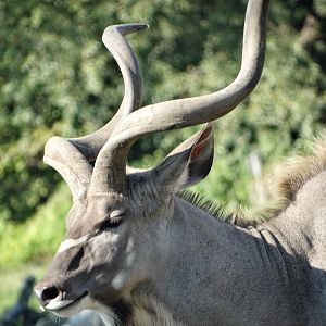 Sep. 2015 - Africa! - Greater Kudu