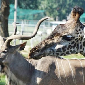 Sep. 2015 - Africa! - Greater Kudu + Masai Giraffe