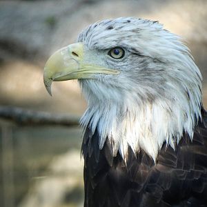 Sep. 2015 - Bald Eagle