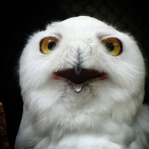 Sep. 2015 - Aviary - Snowy Owl