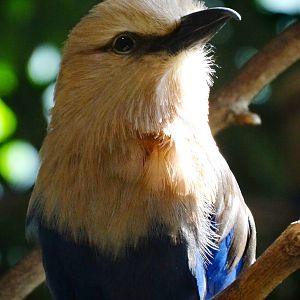Sep. 2015 - Aviary - Blue-bellied Roller