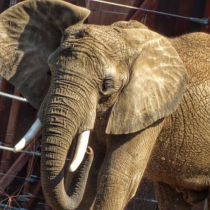 Sep. 2015 - Tembo Trail - Louie?