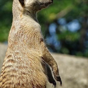 Sep. 2015 - Tembo Trail - Meerkat