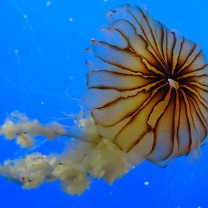 Sep. 2015 - Aquarium - Sea Nettle