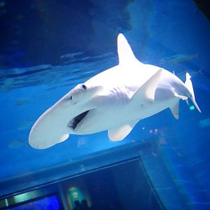Sep. 2015 - Aquarium - Bonnethead