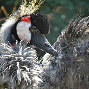 Sep. 2015 - East African Crowned Crane