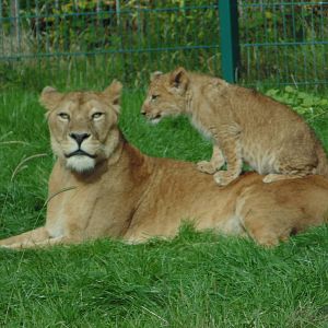 African Lions