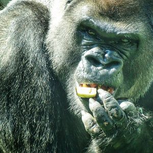 Sep. 2015 - Kingdom of the Apes - Kwisha