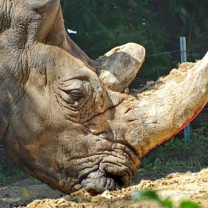 Sep. 2015 - Tembo Trail - Southern White Rhinoceros - Sam