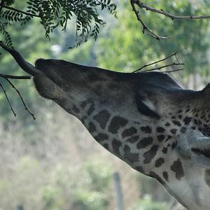 Sep. 2015 - Africa! - Masai Giraffe