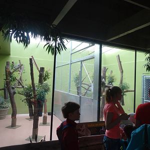 Jun. 2015 - Forests - Koala Exhibits (Temporary)
