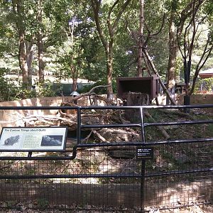 North American Porcupine exhibit