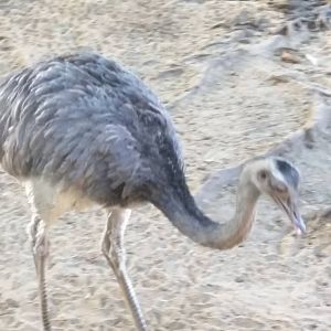 Greater Rhea