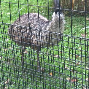 Emu