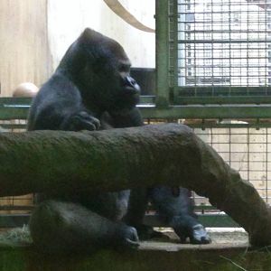 Baraka the silverback western lowland gorilla