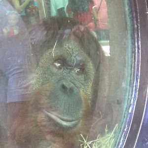 Lucy the hybrid orangutan