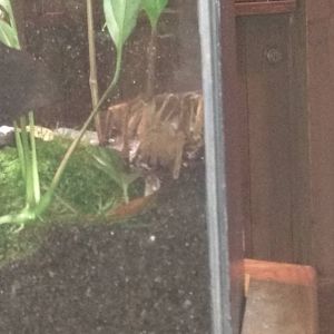 goliath bird eating tarantula
