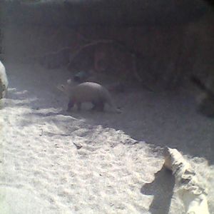 Aardvark
