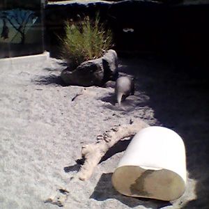 Aardvark exhibit