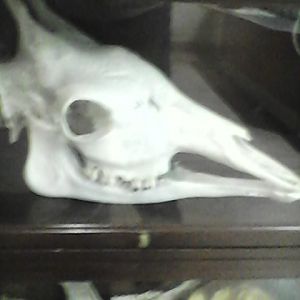 The only giraffe at the National Zoo