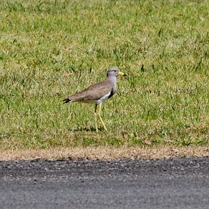 Grey-headed Lapwing
