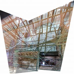 Orang-utan (new housing) : Twycross : 06 Sep 2015