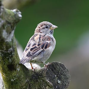 House Sparrow (wild) at Peak Wildlife Park