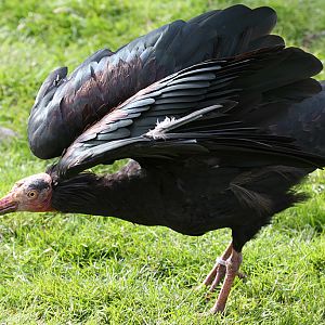 Waldrapp Ibis at Peak Wildlife Park 05/09/2015
