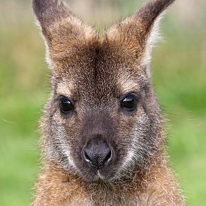 Bennett's Wallaby at Peak Wildlife Park 5/9/15