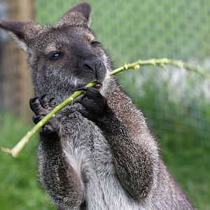 Bennett's Wallaby at Peak Wildlife Park 5/9/15
