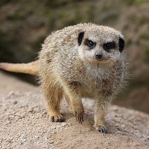 Slender Tailed Meerkat at Peak Wildlife Park 4/9/15