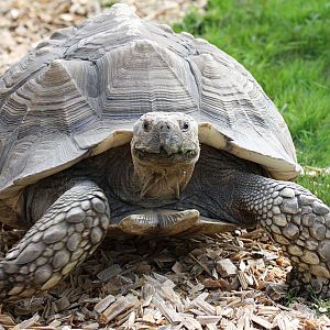 African Spurred Tortoise at Peak Wildlife Park 4/9/15