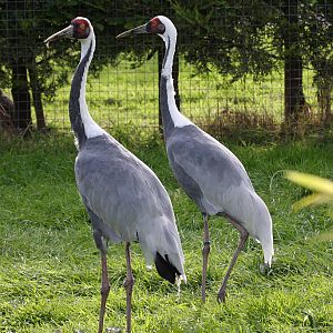 White-Naped Crane at Peak Wildlife Park 4/9/15