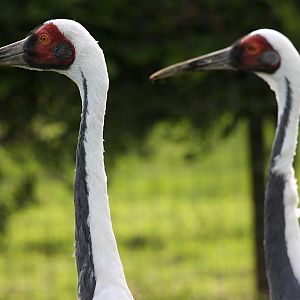 White-Naped Crane at Peak Wildlife Park 4/9/15