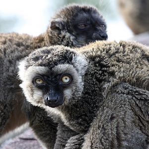 White Fronted Brown Lemur at Peak Wildlife Park 5/9/15