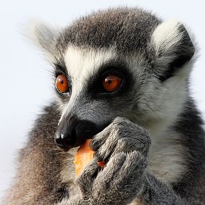 Ring Tailed Lemur at Peak Wildlife Park 5/9/15