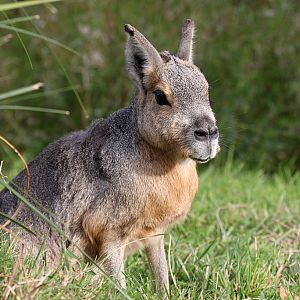 Patagonian Mara at Peak Wildlife Park 5/9/15