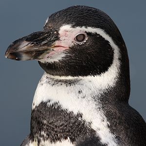 Humboldt Penguin at Peak Wildlife Park 5/9/15