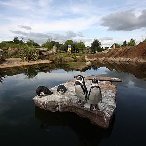 Humboldt Penguin, lower pool, Peak Wildlife Park 5/9/15